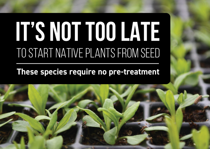 It's not too late to start native plants from seed. These species require no pre-treatment.