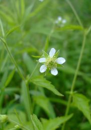 Geum canadense