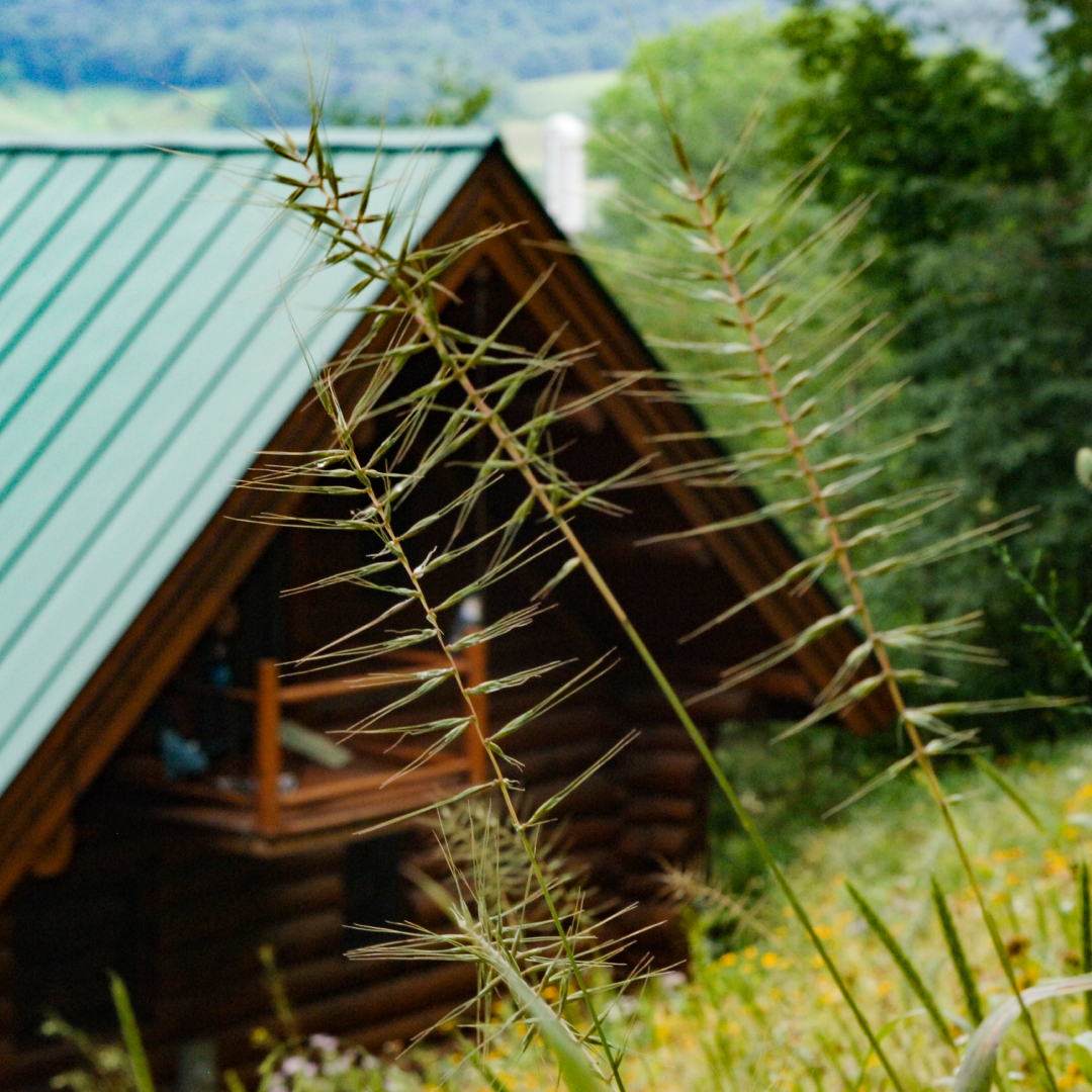 Grasses & Sedges
