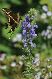 Lobelia siphilitica