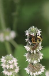 Blephilia hirsuta