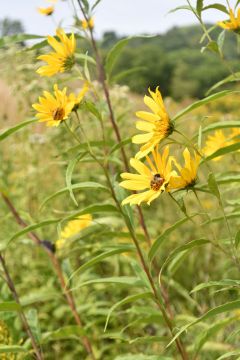 Helianthus pauciflorus Showy Sunflower | Prairie Moon Nursery