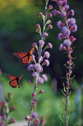 Liatris ligulistylis