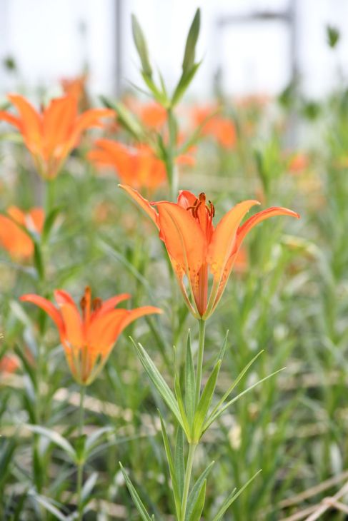 Lilium philadelphicum Prairie Lily | Prairie Moon Nursery