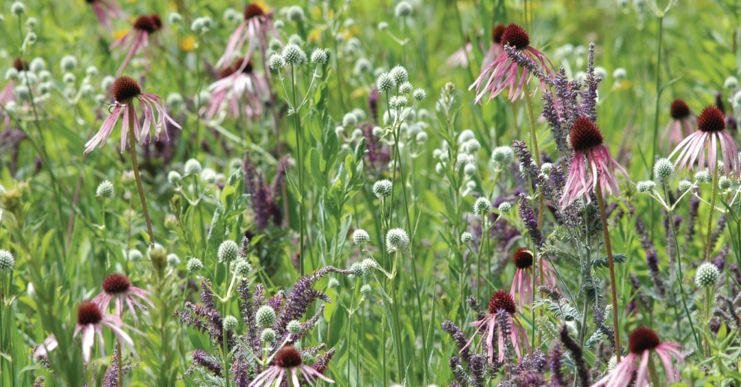 Native Seeds and Plants for Gardening and Restoration