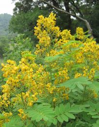 Senna marilandica