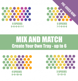 Mix & Match - Create Your Own Tray of 38 Potted Plants