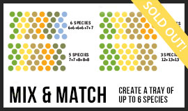 Mix & Match Tray