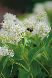 Ceanothus americanus