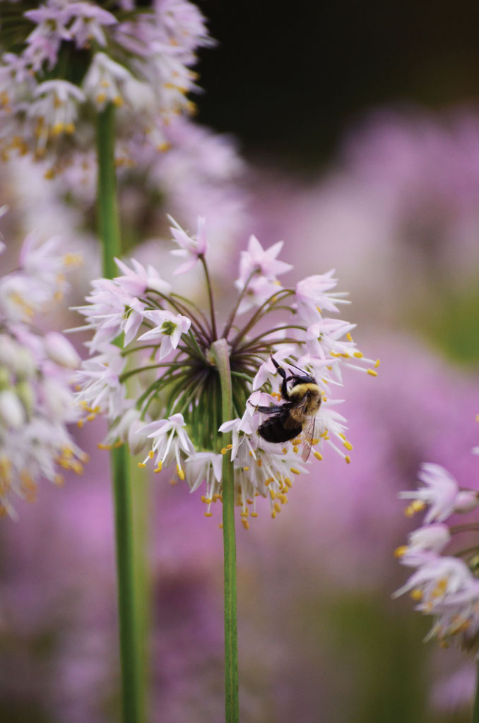 Allium cernuum Nodding Onion | Prairie Moon Nursery