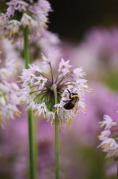 Allium cernuum