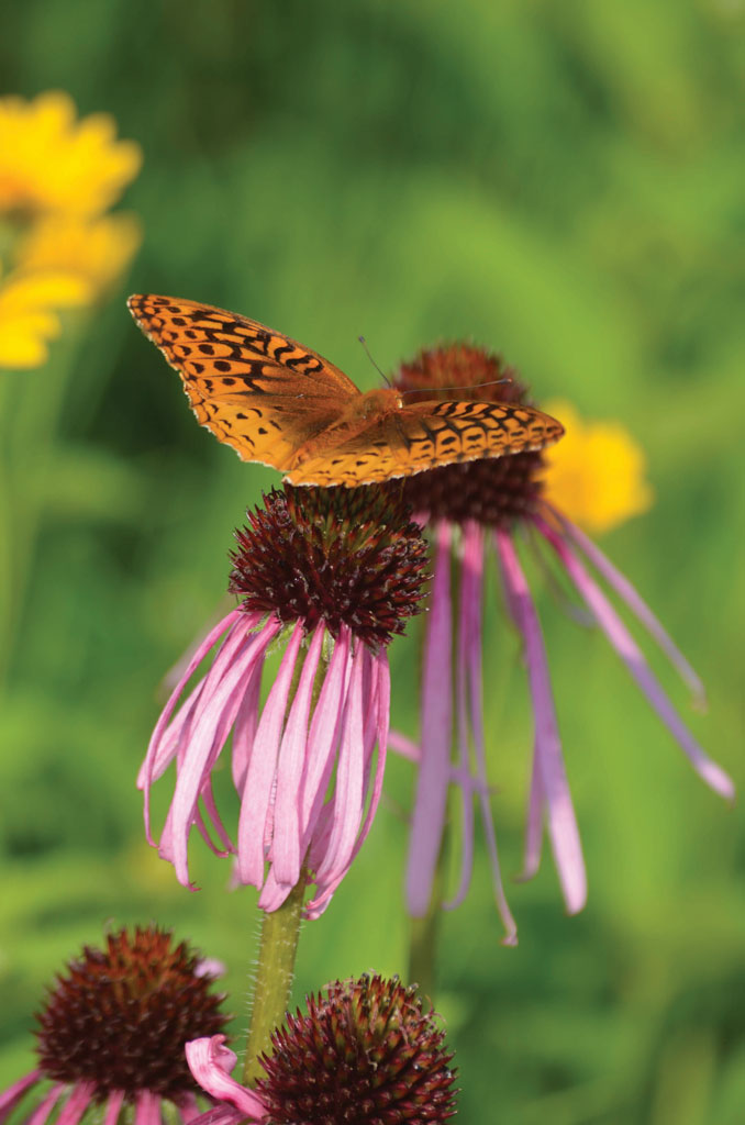 Echinacea pallida Pale Purple Coneflower Prairie Moon Nursery