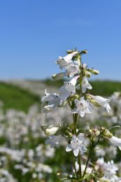 Penstemon digitalis