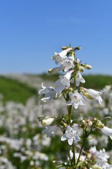 Penstemon digitalis