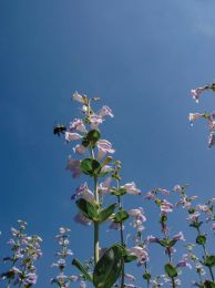 Penstemon grandiflorus