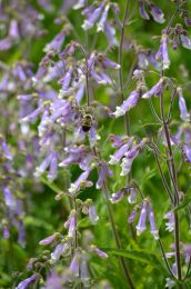 Penstemon hirsutus
