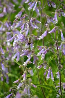 Penstemon hirsutus