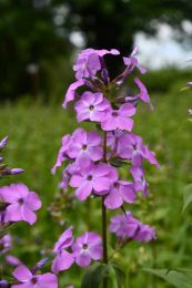 Phlox maculata