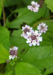 Phyla lanceolata