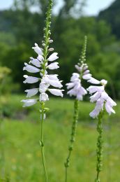 Physostegia angustifolia