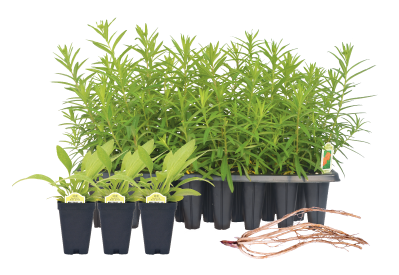 Give the Gift That Grows