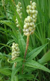 Polygala senega