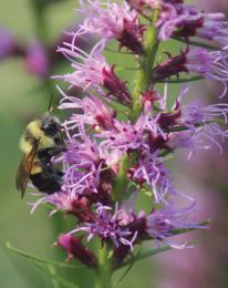 Liatris pycnostachya