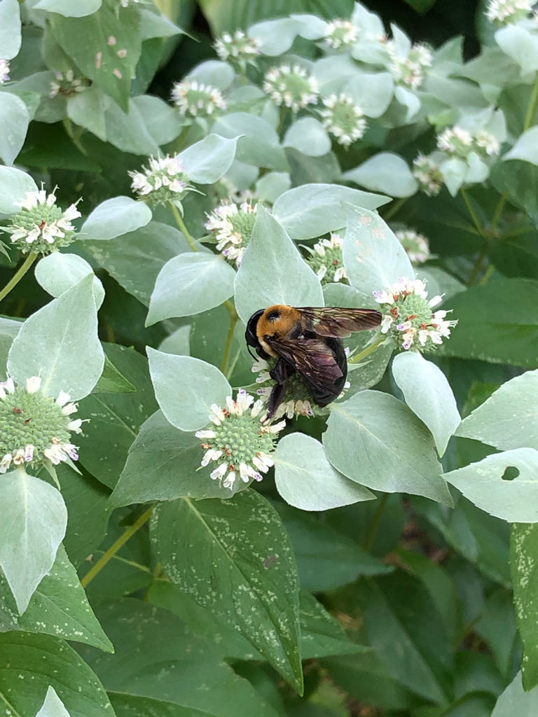 Pycnanthemum muticum Clustered Mountain Mint Prairie Moon Nursery