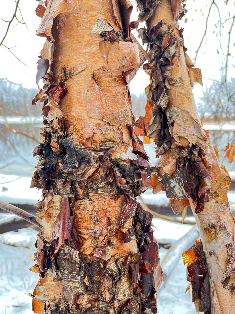 Betula nigra River Birch