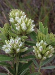 Lespedeza capitata