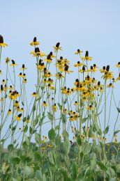 Rudbeckia maxima