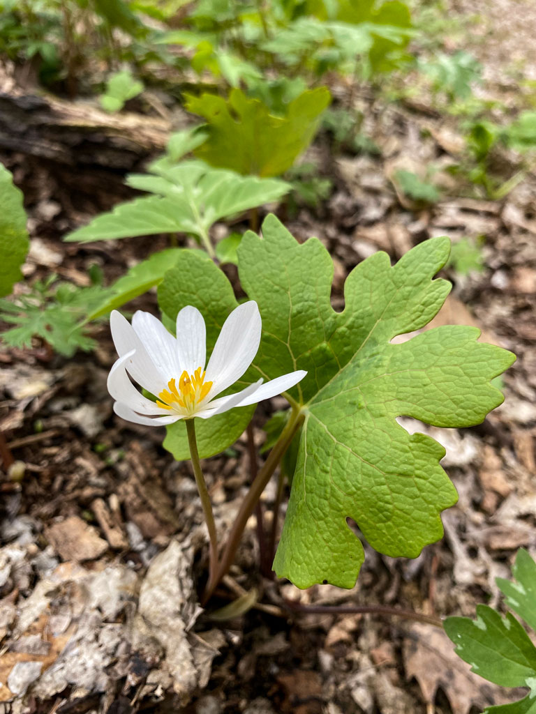 Sanguinaria canadensis Bloodroot Prairie Moon Nursery