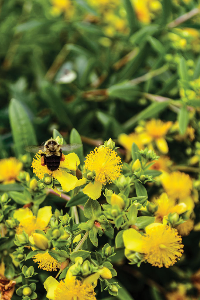 Hypericum prolificum Shrubby St. John's Wort Prairie Moon Nursery