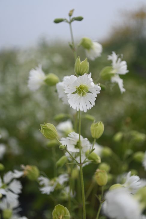 Silene stellata