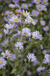 Symphyotrichum laeve