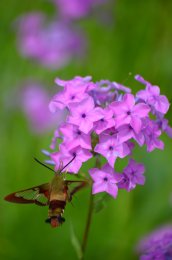 Phlox glaberrima subsp. interior