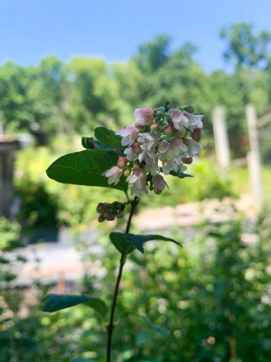 White Snowberry