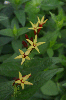 Perennial Indian Pink – Spigelia Marilandica Bare Root Plant – Live Garden Flowering Shrub 2 thumbnail image