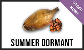 Summer Dormant Roots