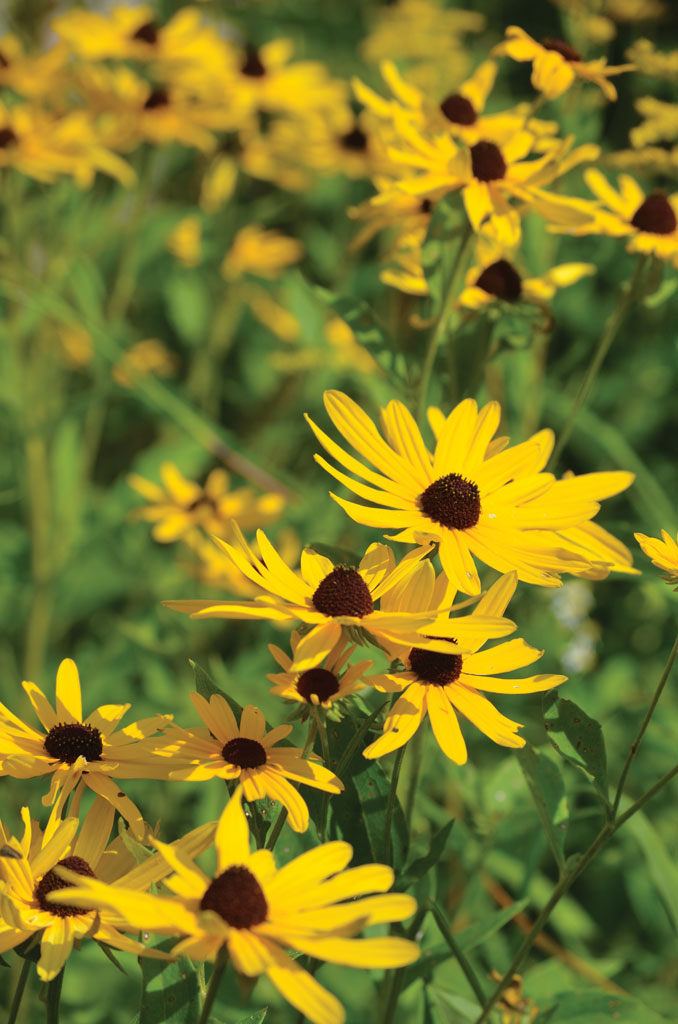 Rudbeckia subtomentosa Sweet Blackeyed Susan Prairie Moon Nursery
