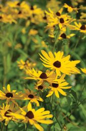 Rudbeckia subtomentosa