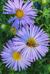 Symphyotrichum novi-belgii