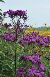 Vernonia gigantea