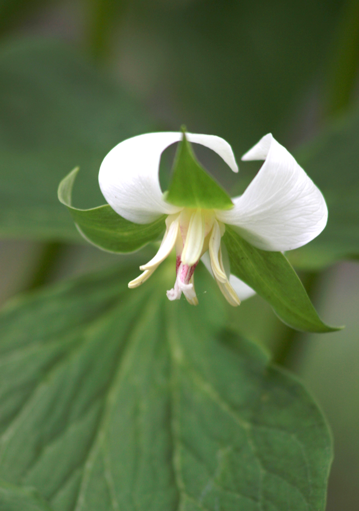 Trillium cernuum Nodding Trillium Prairie Moon Nursery
