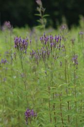 Verbena hastata