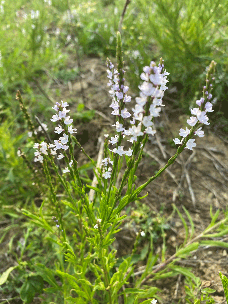 Verbena simplex Narrowleaved Vervain Prairie Moon Nursery
