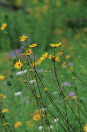 Helianthus occidentalis