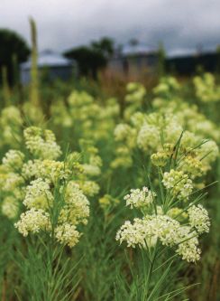 Asclepias verticillata