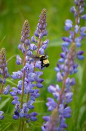Lupinus perennis