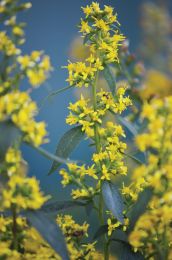 Solidago flexicaulis